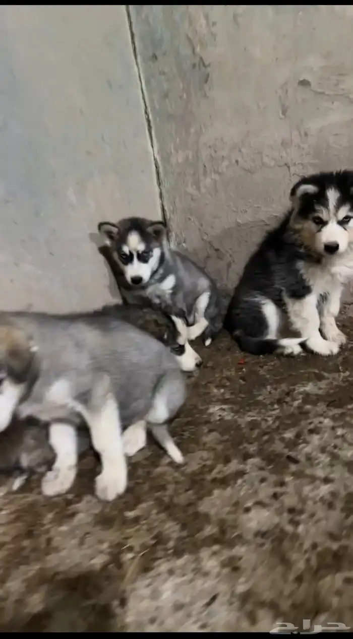 كلاب هاسكي العمر 3 شهور 1