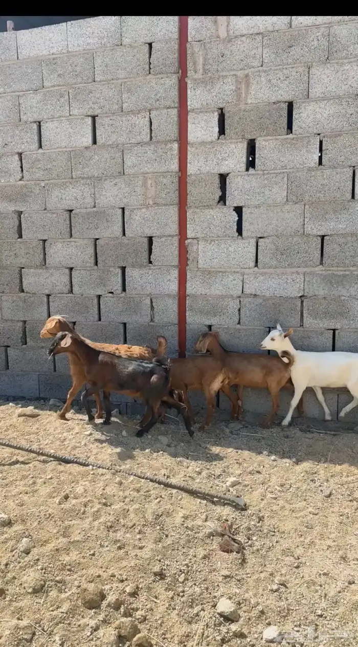 عرس تيس والباقي عنقان للبيع 1