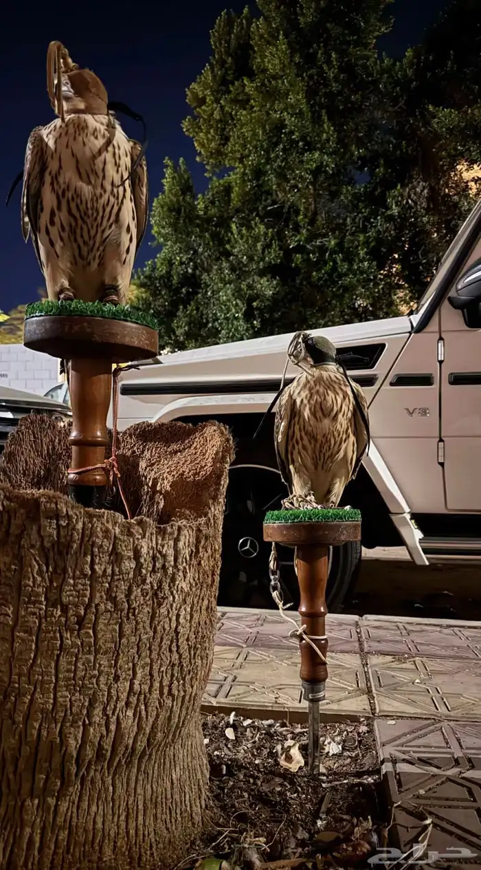 نسوي اعلان و تسويق مجان في سنابي 0