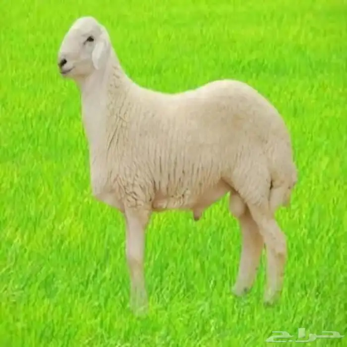 خرفان فل شحم 0