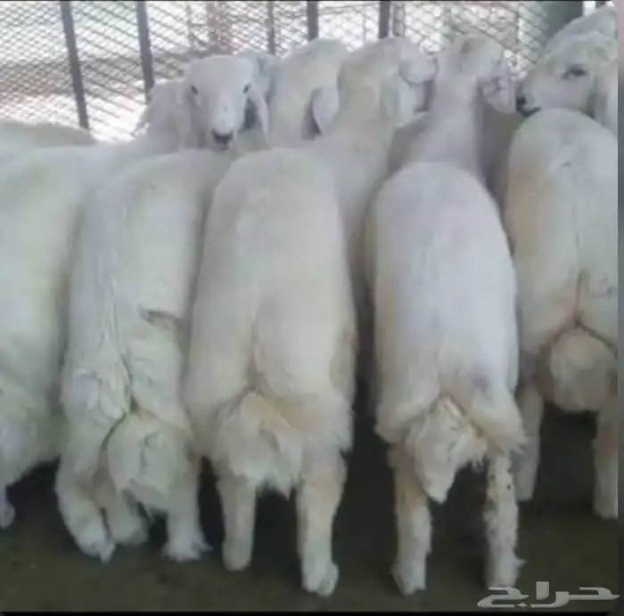 للبيع طليان حريه نظيفه شرط وسمان 0