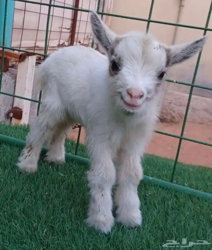 الماعز القزم الصغير ماعز جميل صغير صديق للاطفال 10
