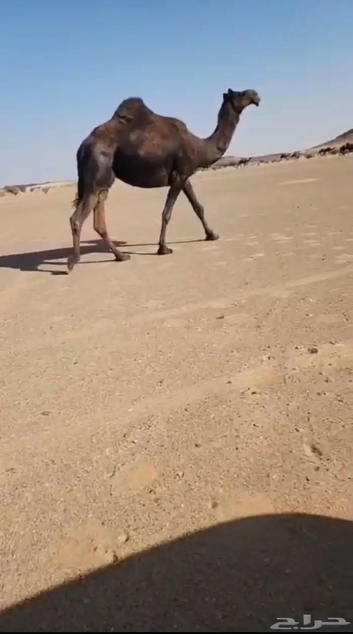 جنوب برودان 0