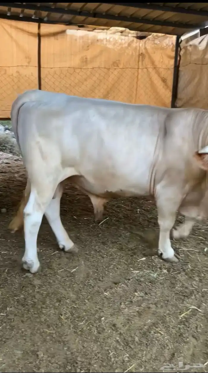 ثور ألماني بيوور 1