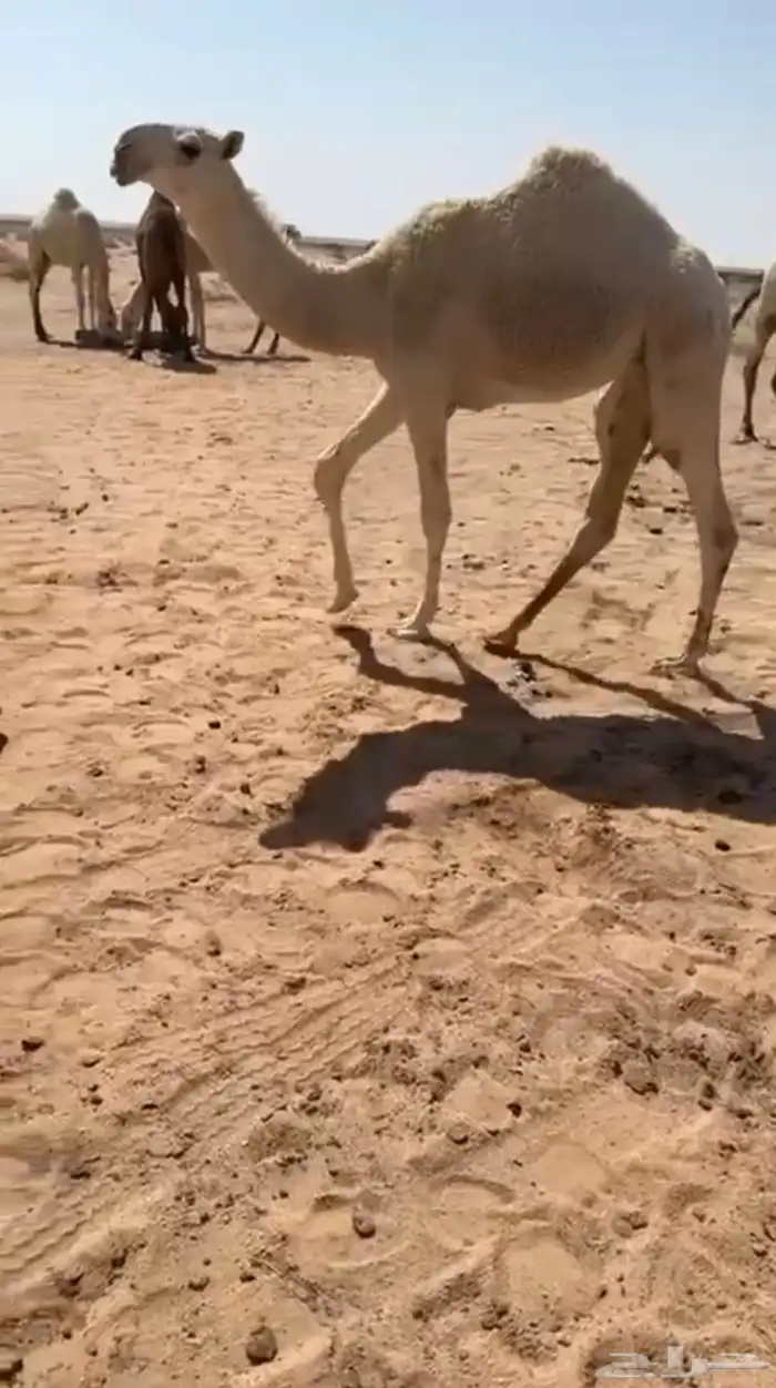 البكره الوضحا الكفوو 0