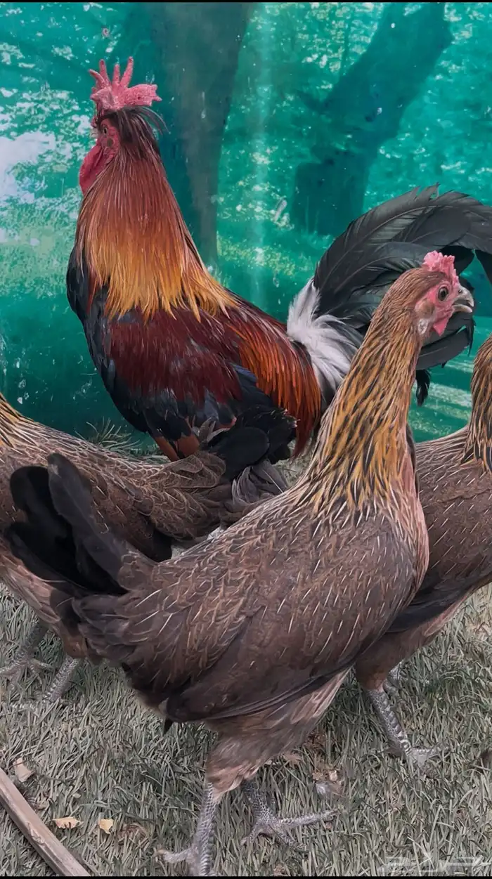 دجاج عربي ترثه اصيل .. سلالة نقية الدم 5