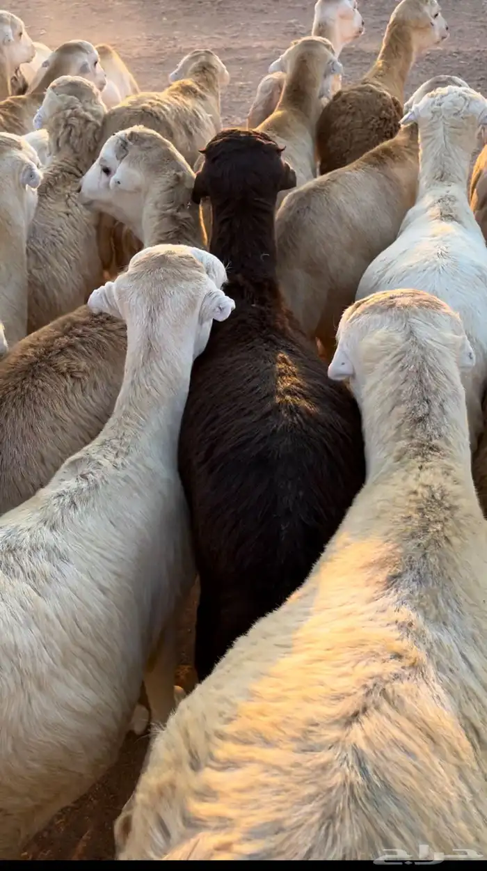 خرفان رفيدي 3