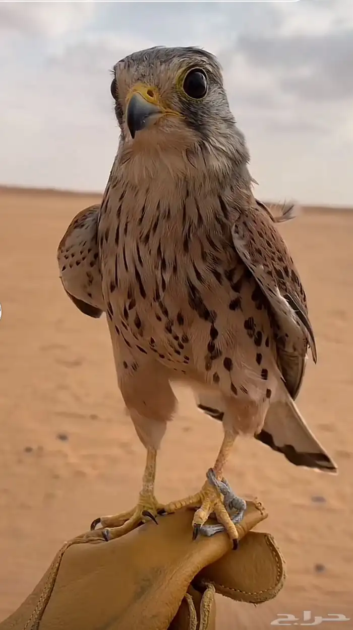 مطلوب شبوط 0