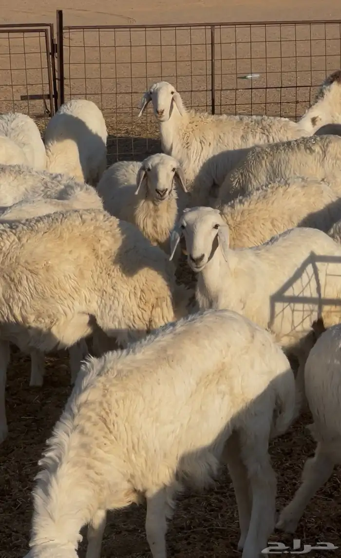 غنم جذعات حريه 80 2