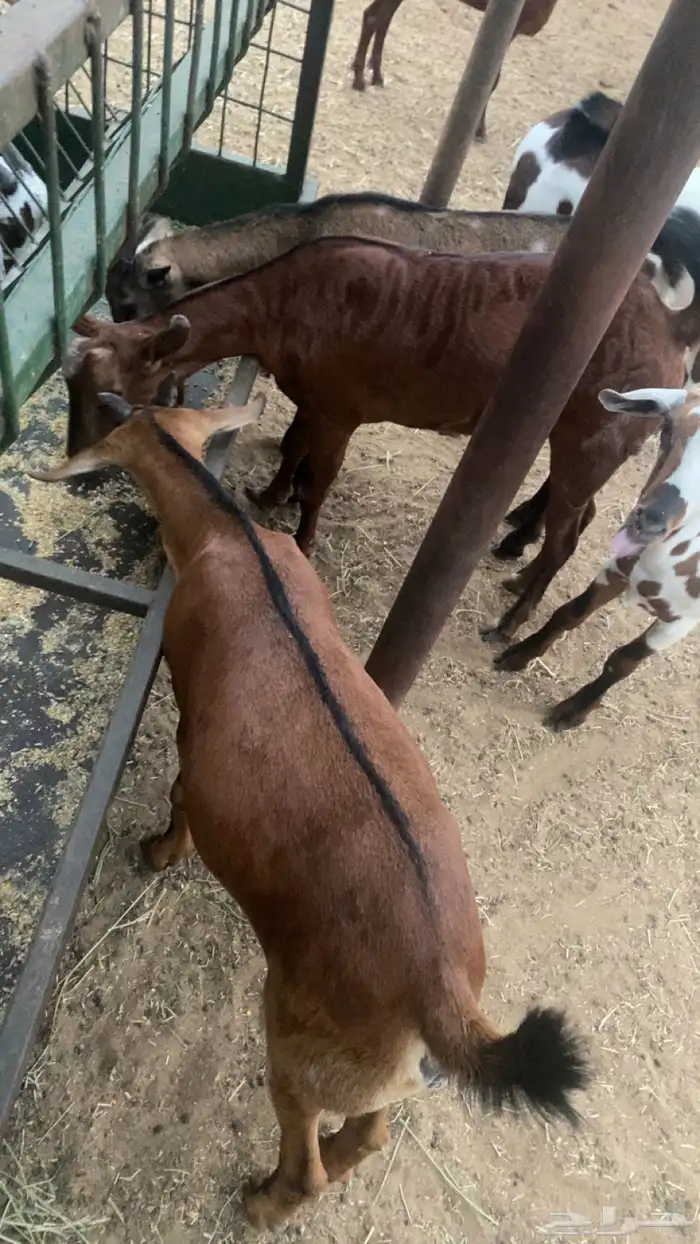 تيوس جذعان دهم 2