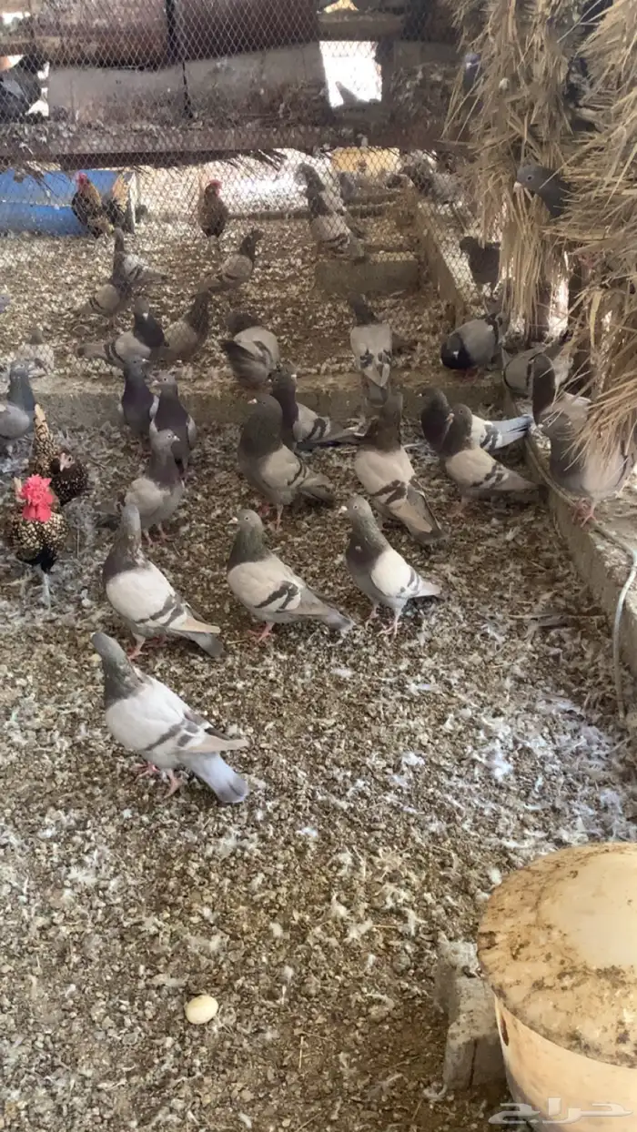 حمام جامبو 0