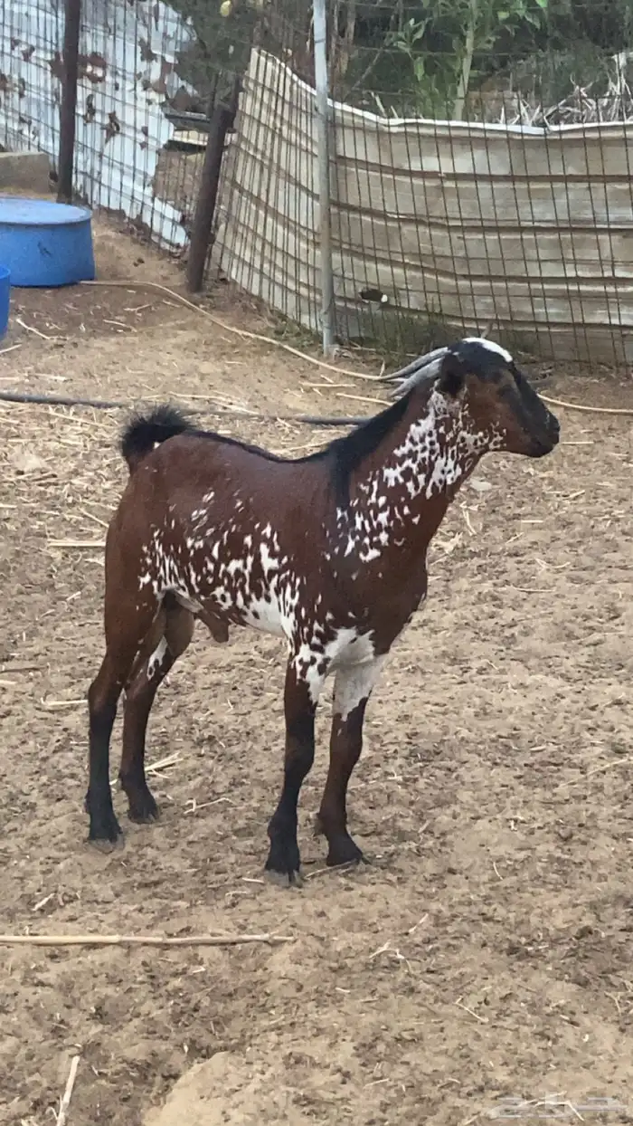 تيوس جذعان دهم 0