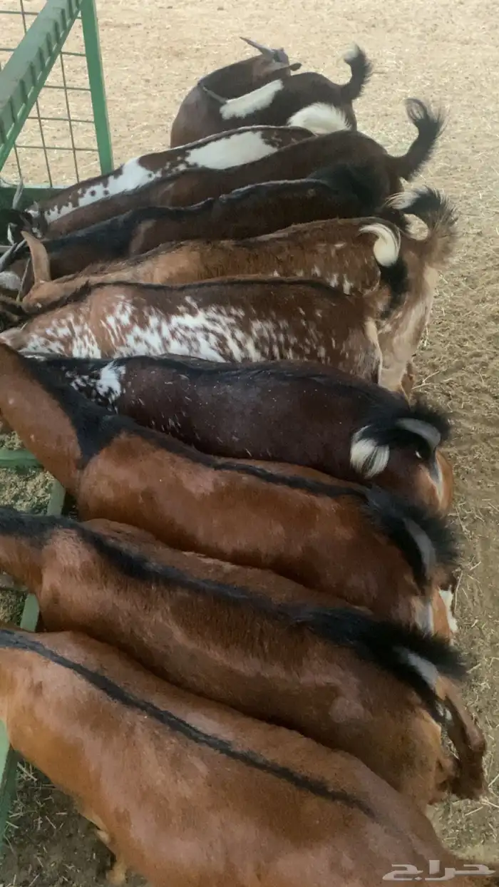 تيوس جذعان دهم 3