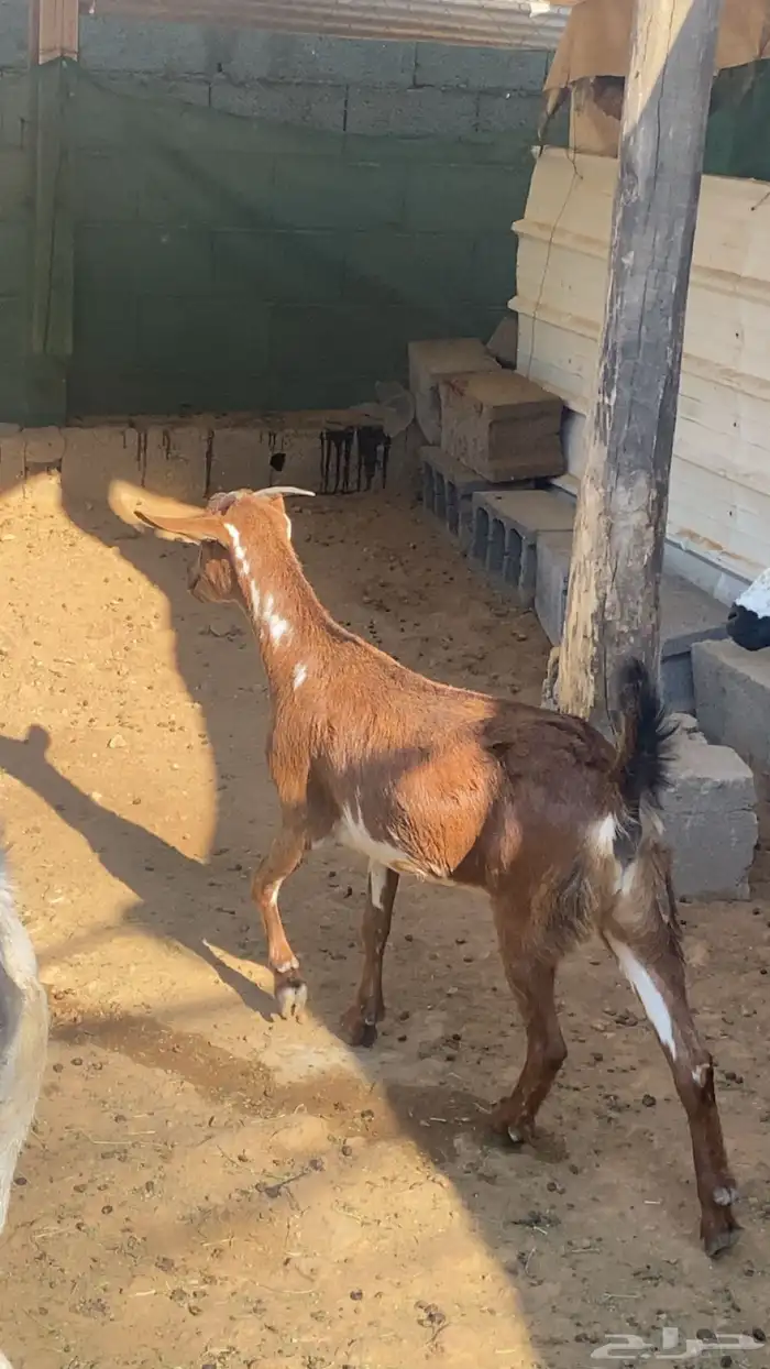 عناق جذع بلدي 0