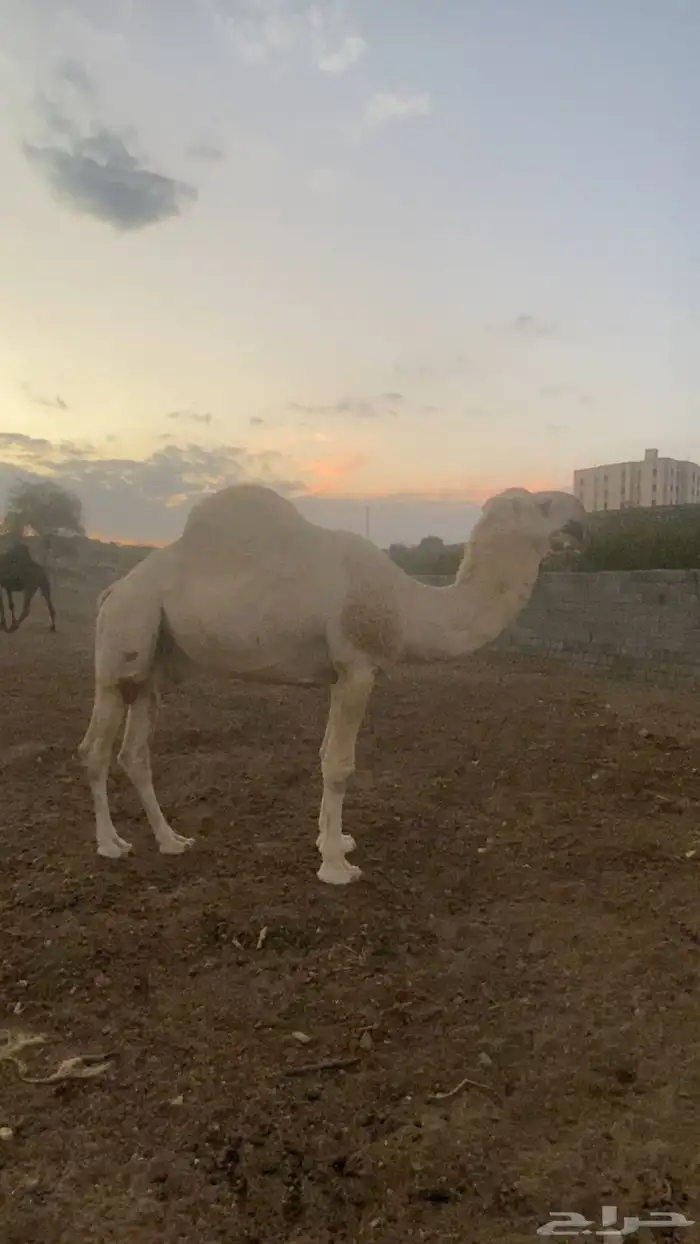 بعير فحل اوضح 4