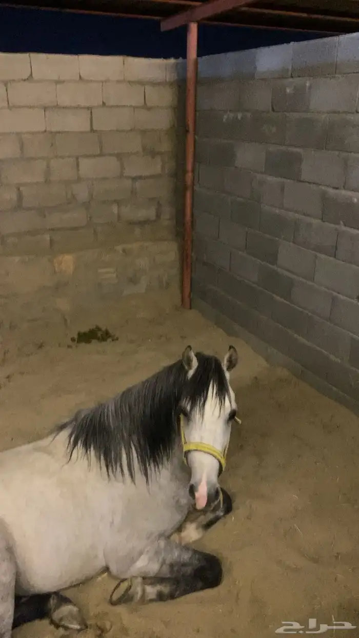 احصان شعبي شيخ 7