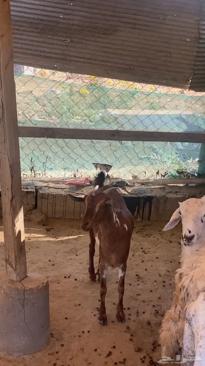 عناق جذع بلدي 7