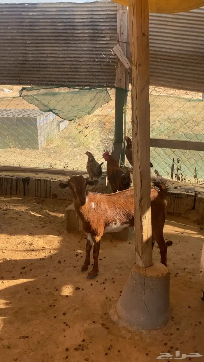 عناق جذع بلدي 8