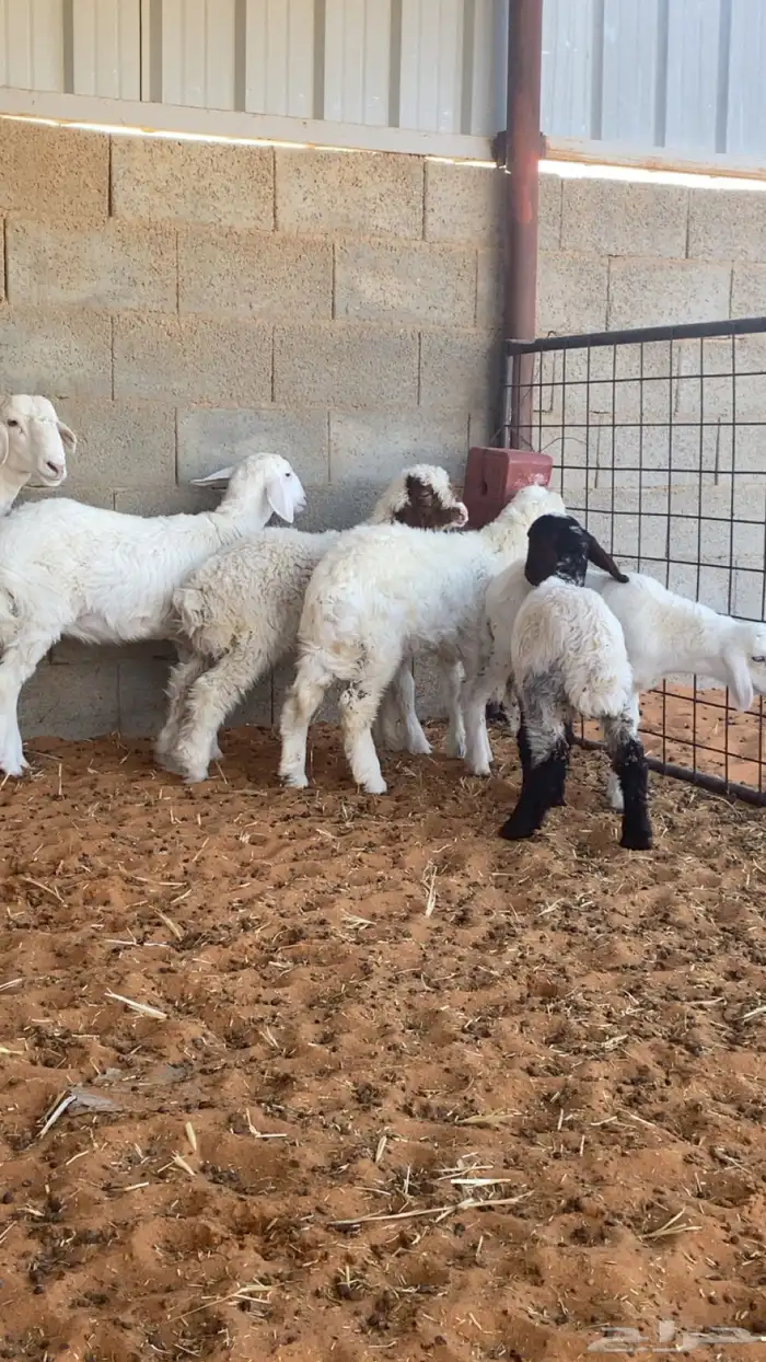 للبيع دواغير 0