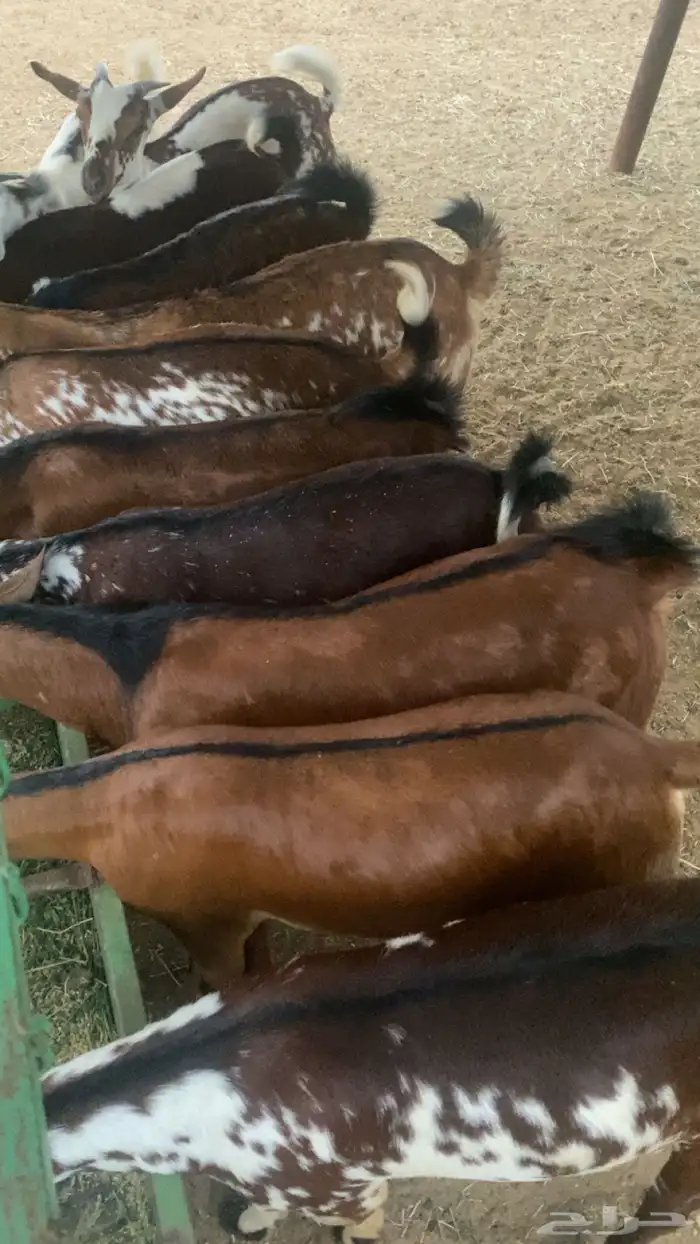 تيوس جذعان دهم 1