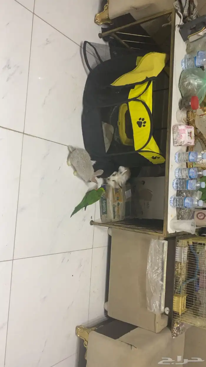 طير لوري تبادل ماعز قزم 2