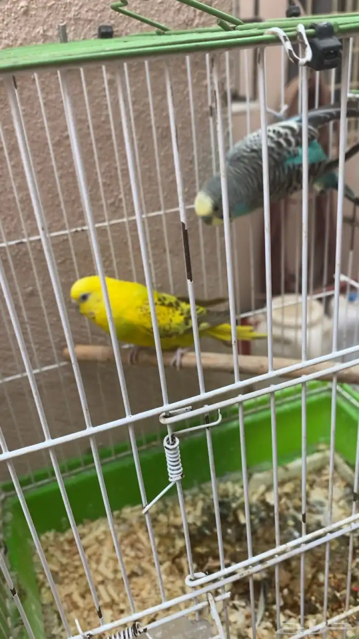 زوج بادجي مع عياله 0