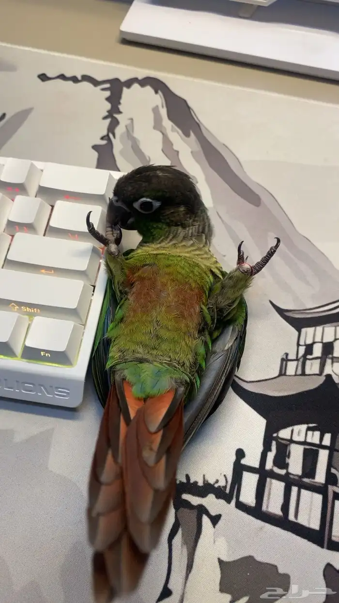 كنيور قرين شيك لعوب و نشبه 4