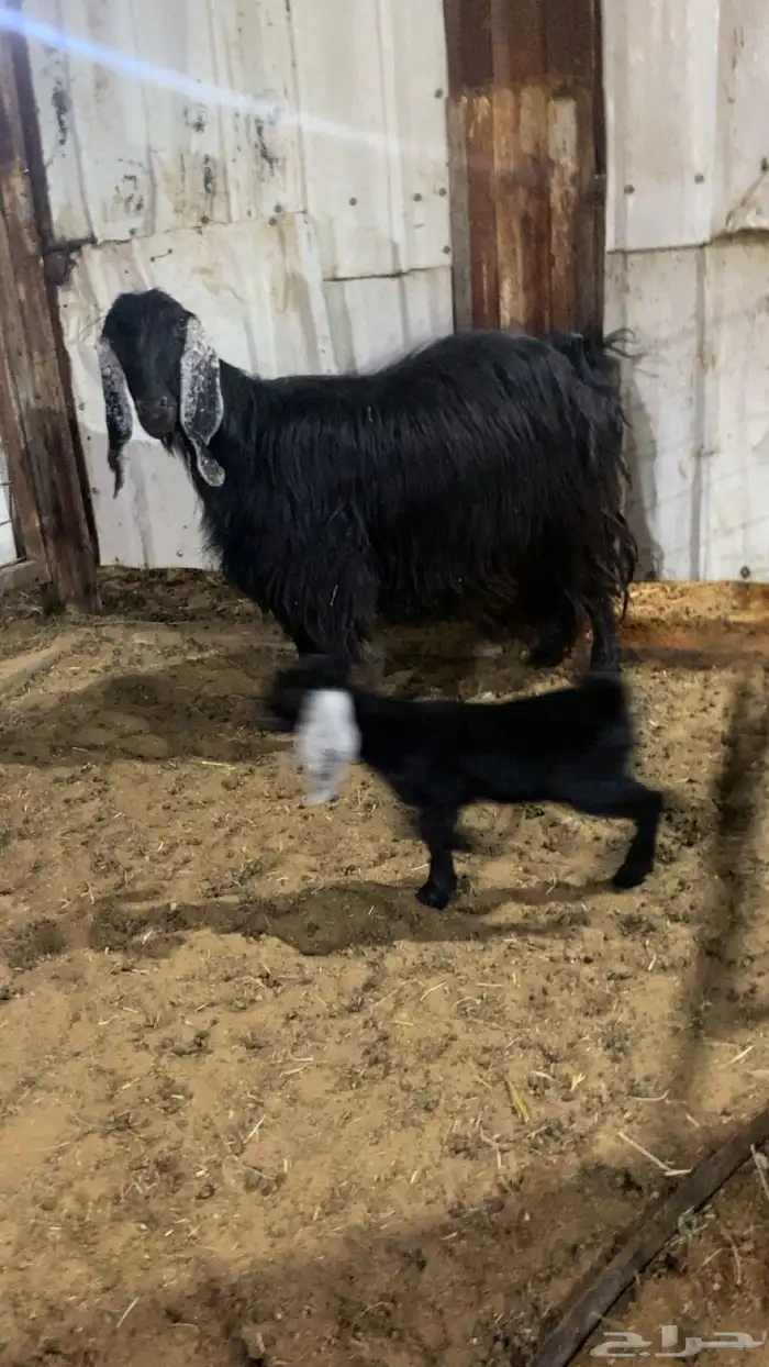 عنز معها تيس روم وسلم شرط سنها تامه 0