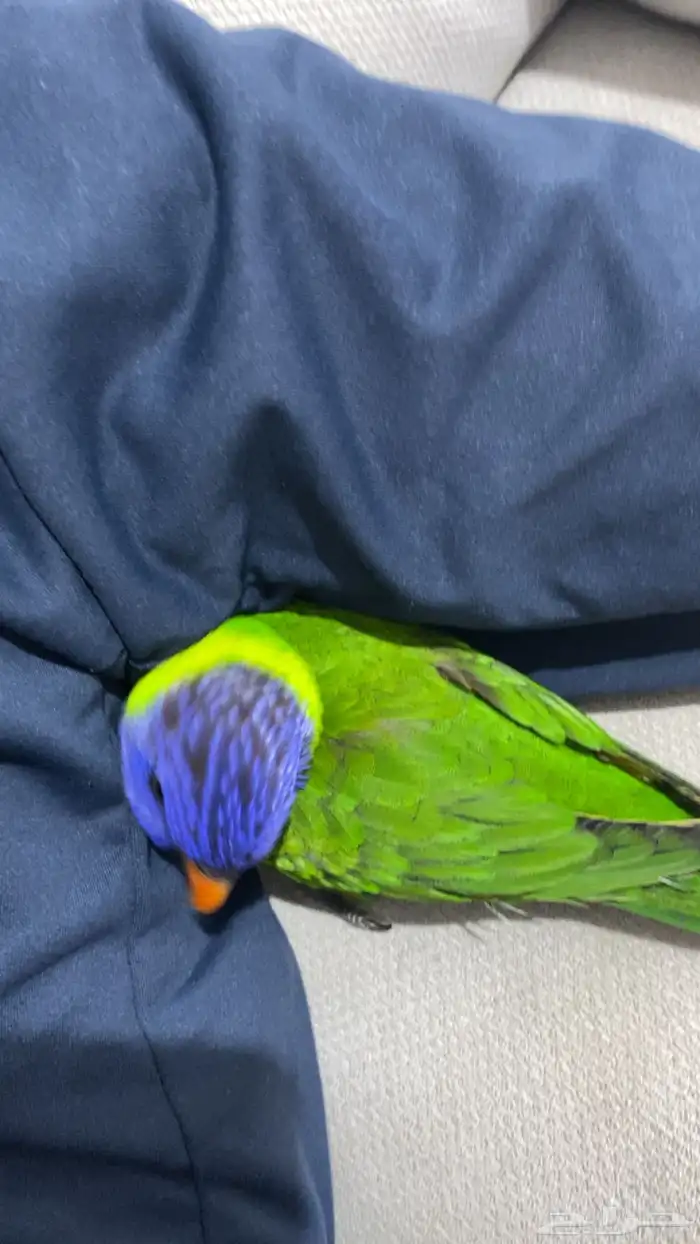 طير لوري تبادل ماعز قزم 0