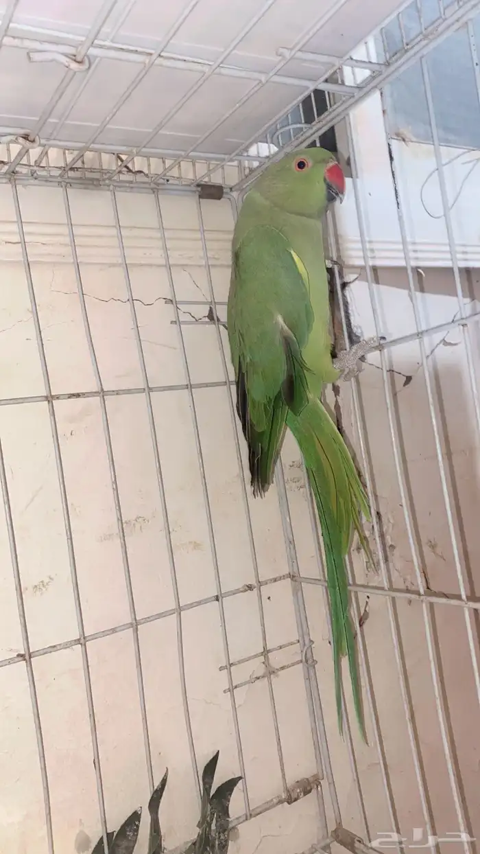 انثى دره هندي 0