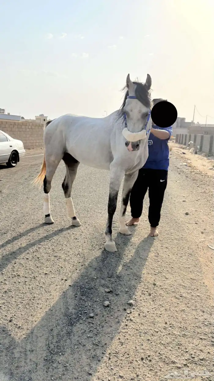 احصان شعبي شيخ 1