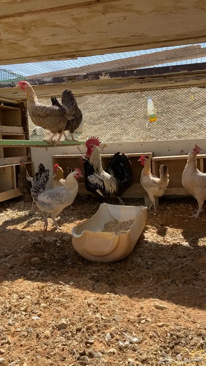 دجاج بلدي بياض 1