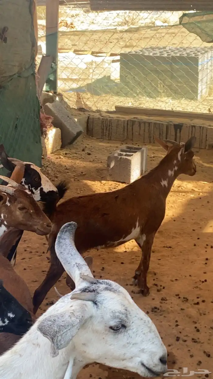 عناق جذع بلدي 6