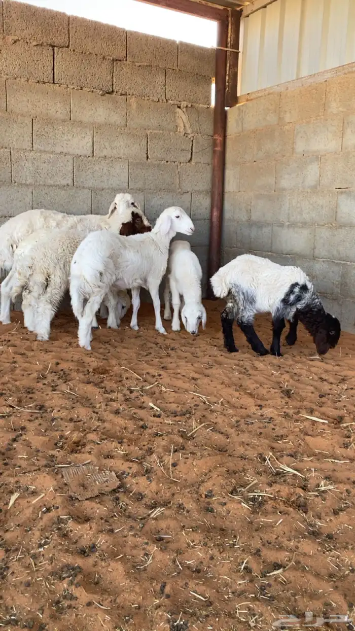 للبيع دواغير 2