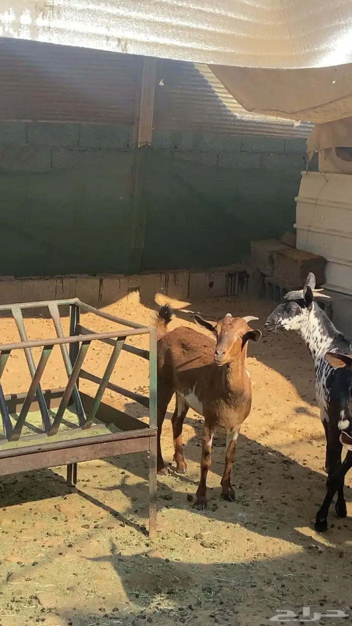 عناق جذع بلدي 4