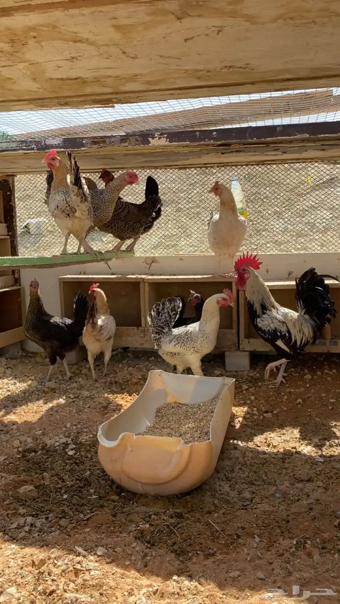 دجاج بلدي بياض 0