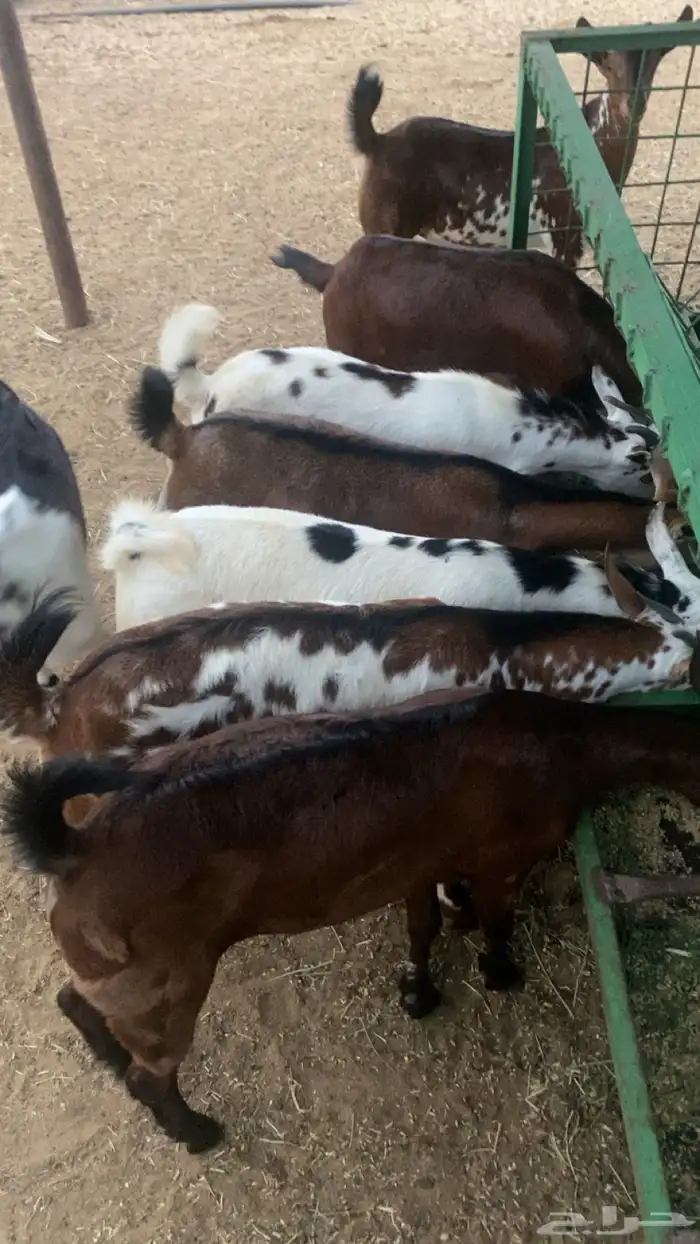 تيوس جذعان دهم 4