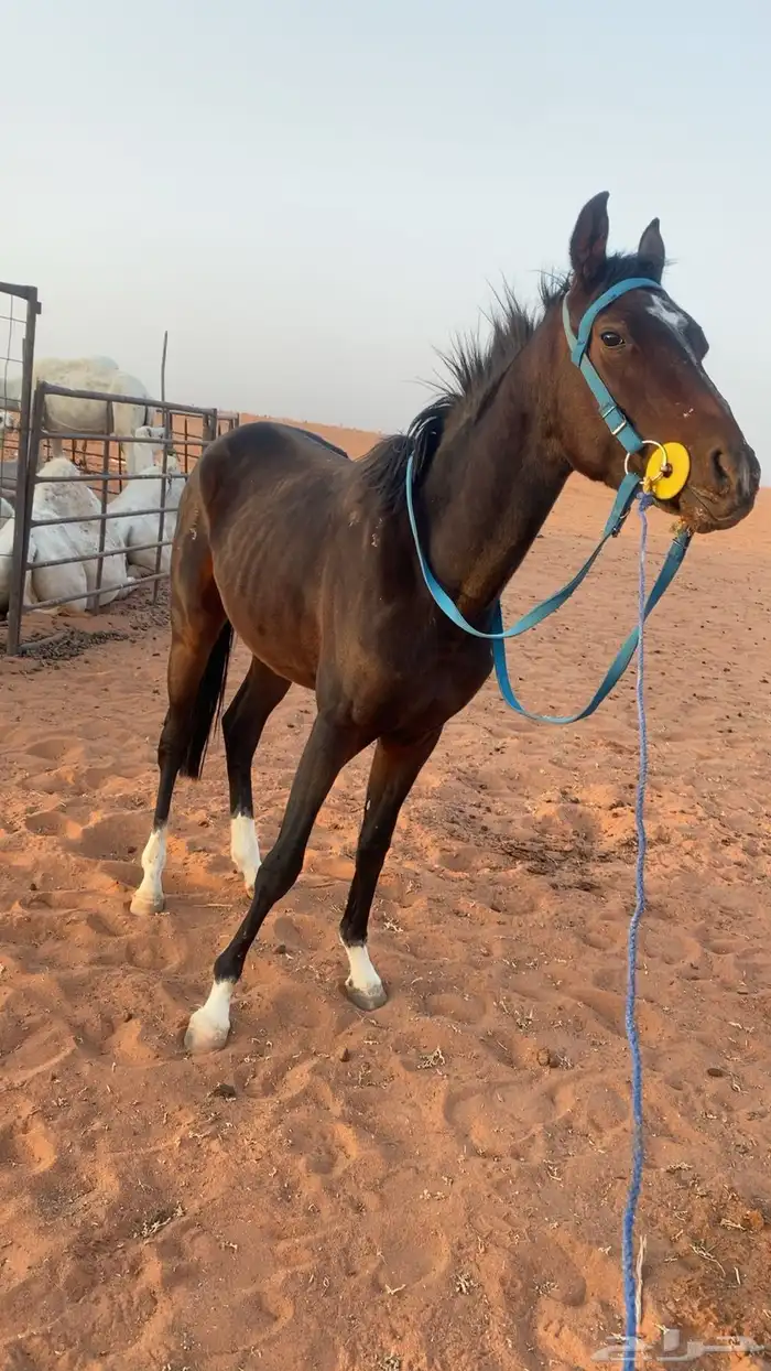 حصان شعبي العمر 3 سنين 0