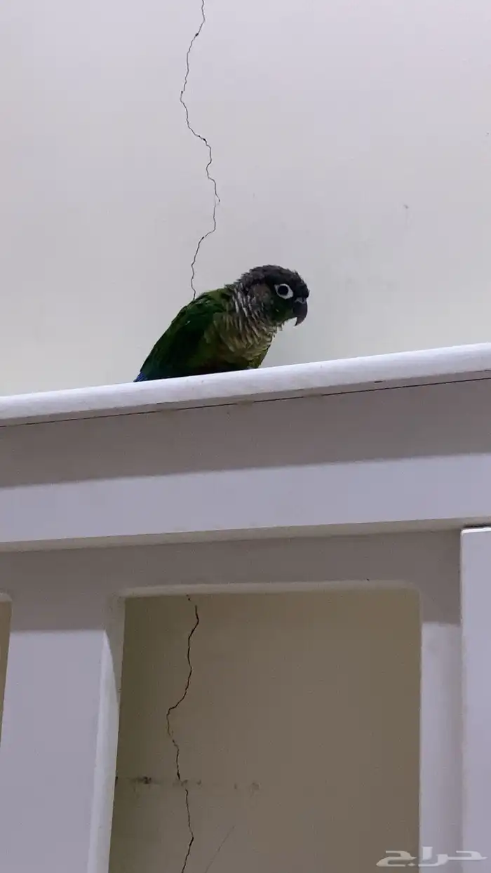 كنيور قرين شيك لعوب و نشبه 1