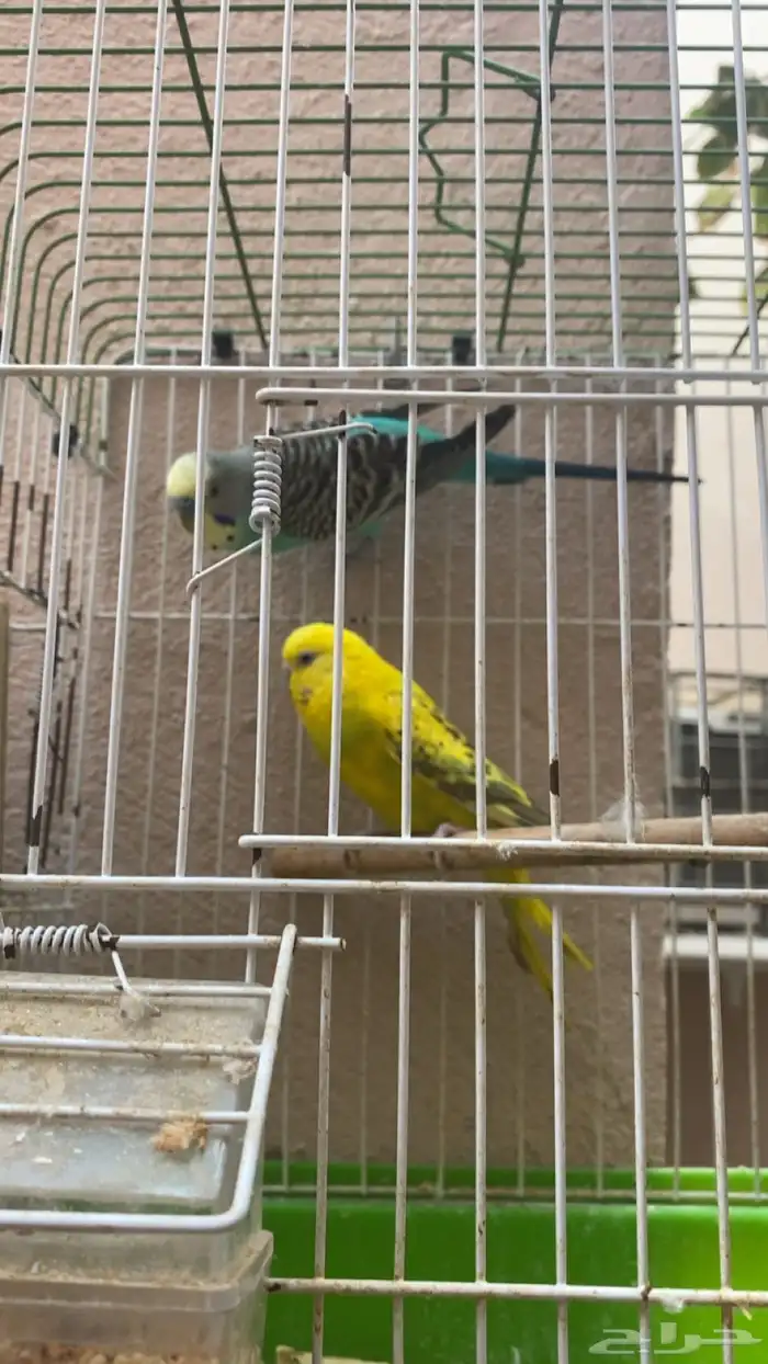 زوج بادجي مع عياله 2