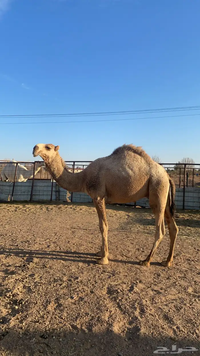 قعود مفرود 2