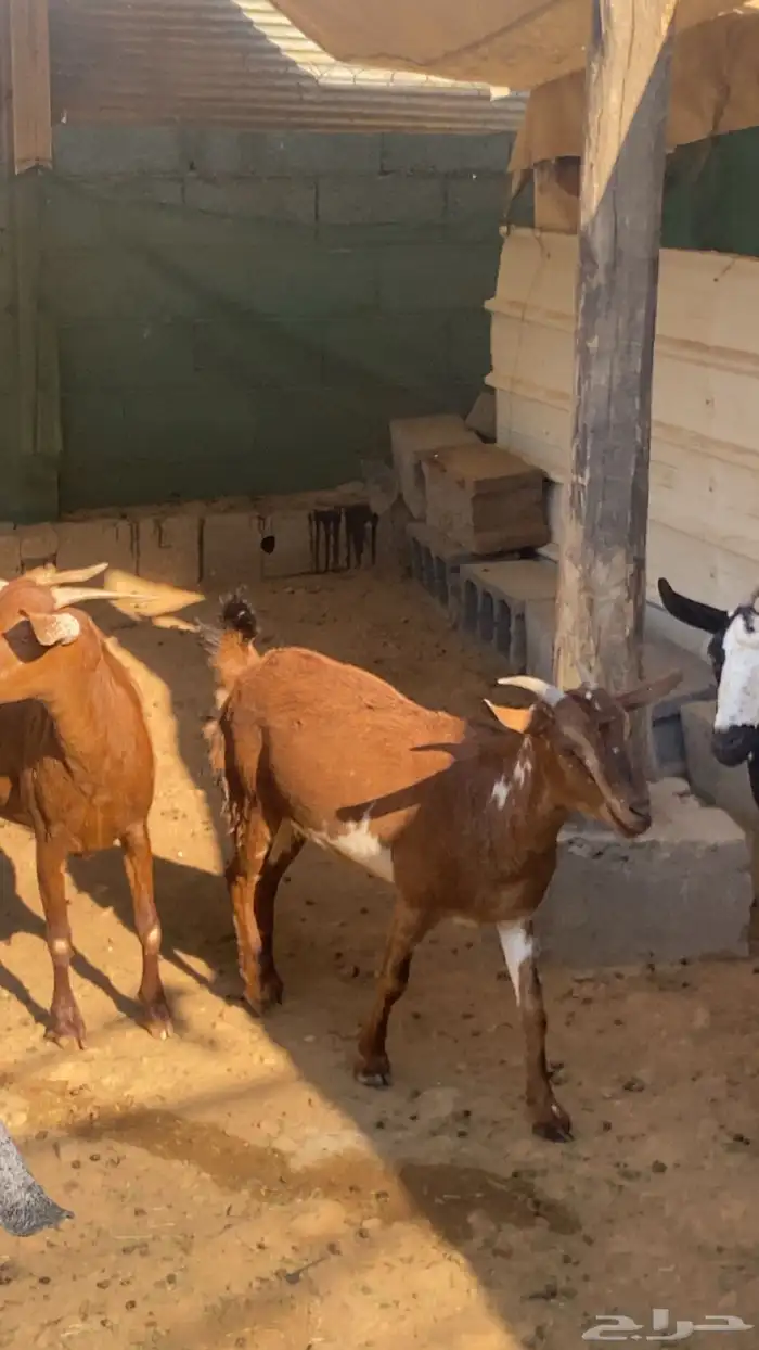 عناق جذع بلدي 5