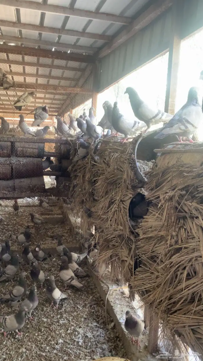 حمام جامبو 2