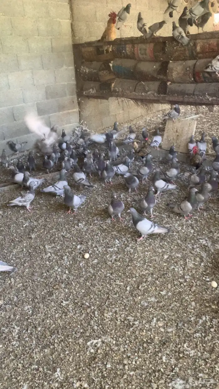 حمام جامبو 1