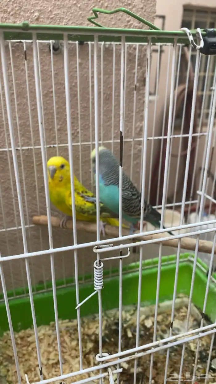 زوج بادجي مع عياله 1