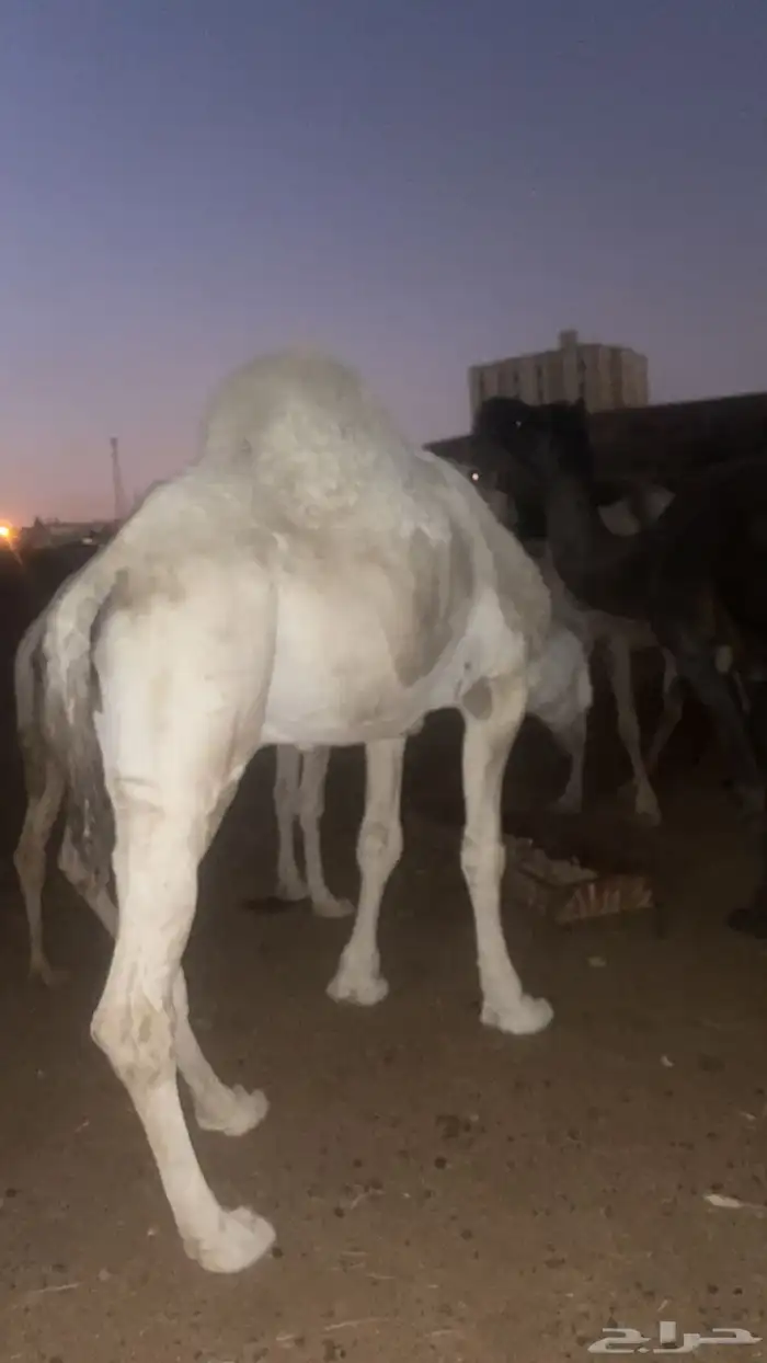 بعير فحل اوضح 1