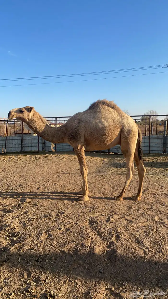 قعود مفرود 0