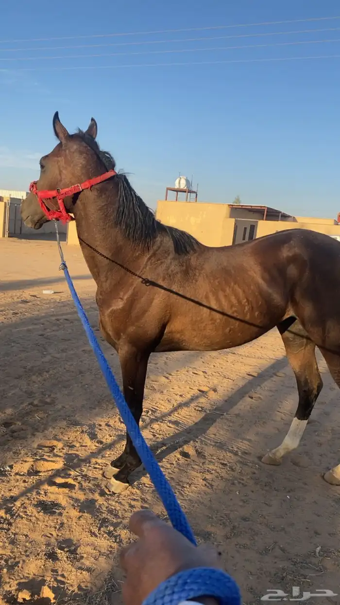 للبيع حصان انقليزي عمر سنيتين 0