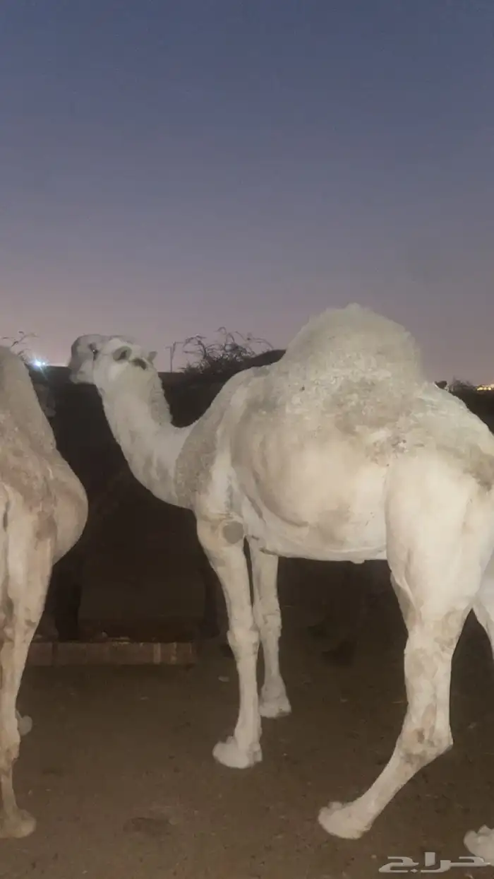 بعير فحل اوضح 2