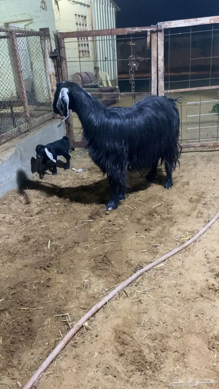 عنز معها تيس روم وسلم شرط سنها تامه 2